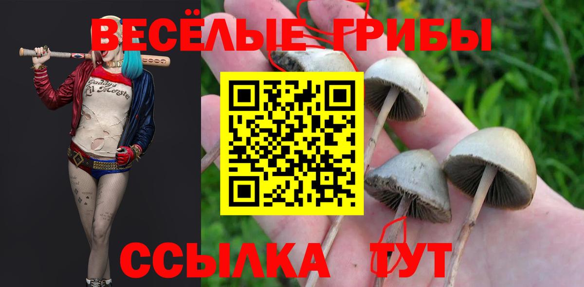 Орск  Галлюциногенные грибы Cubensis  Галлюциногенные грибы Cubensis  Вход с VPN 